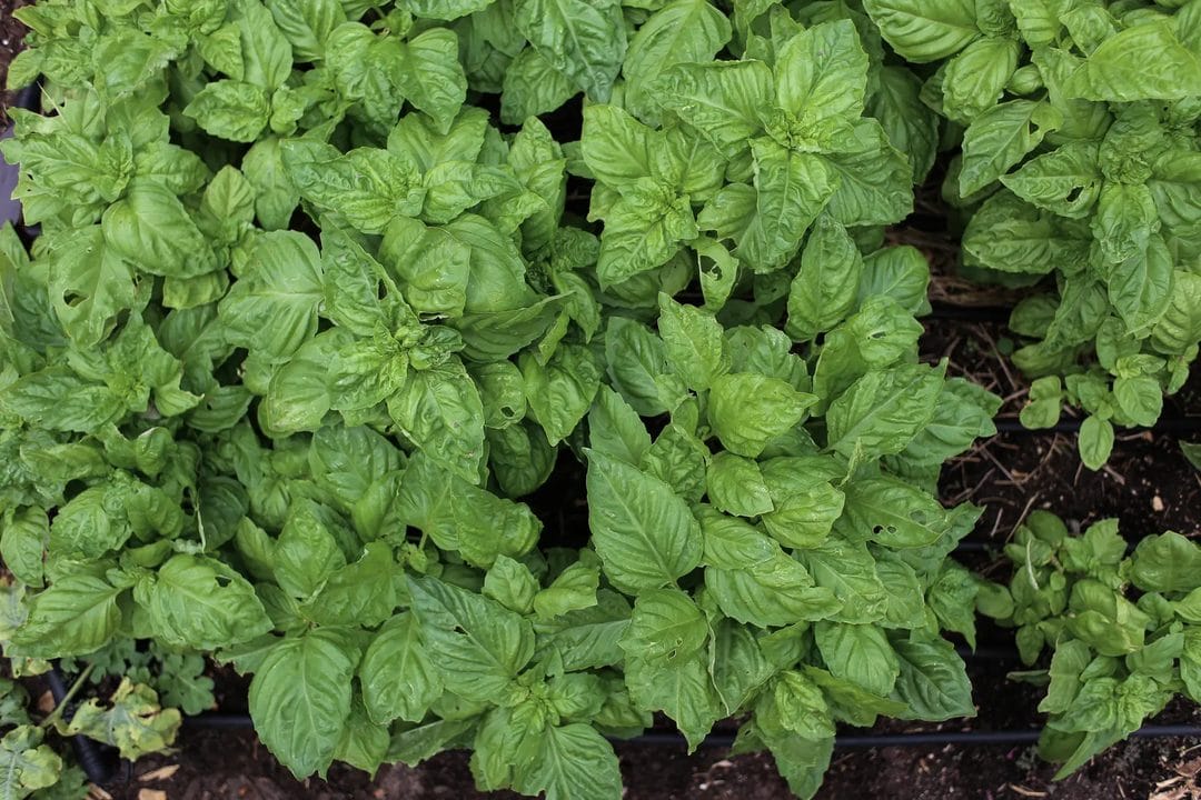 Le basilic frais : pourquoi il noircit au réfrigérateur (et comment le conserver vraiment)