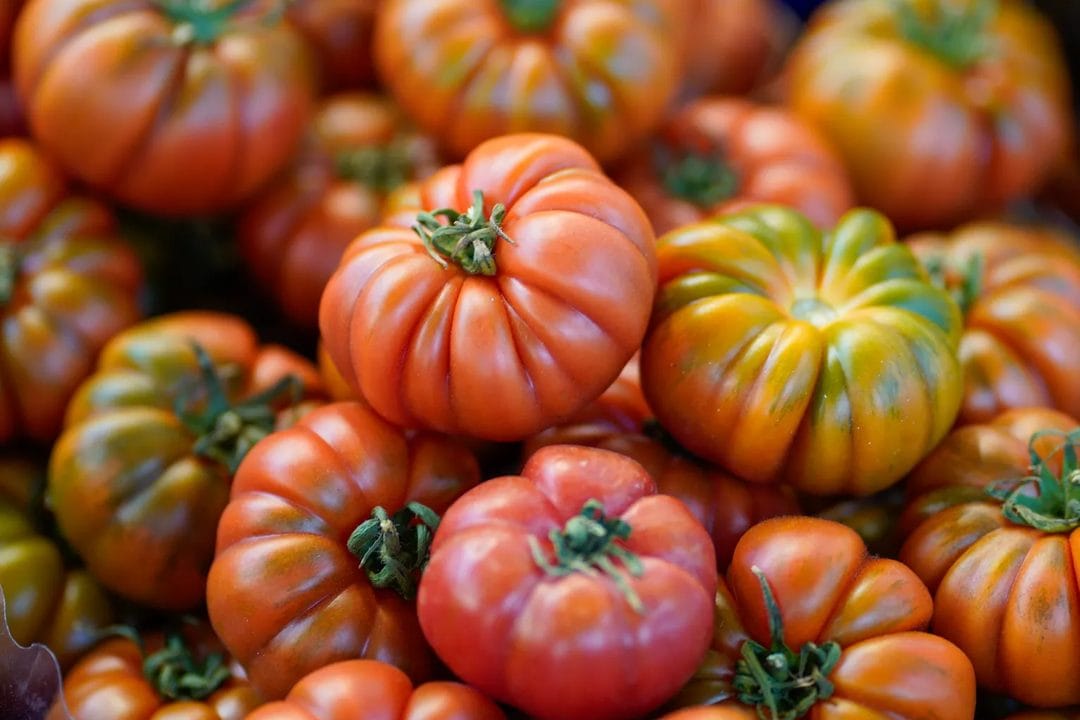 La tomate d'août : pourquoi le réfrigérateur est son pire ennemi
