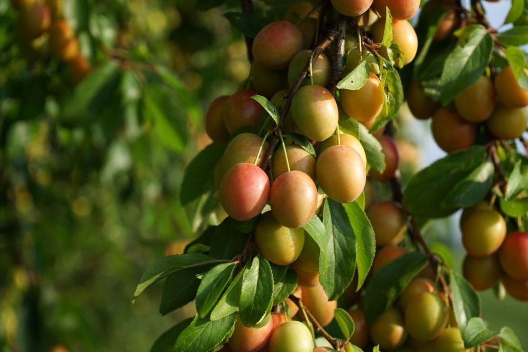 La mirabelle : trois semaines de récolte à ne pas manquer