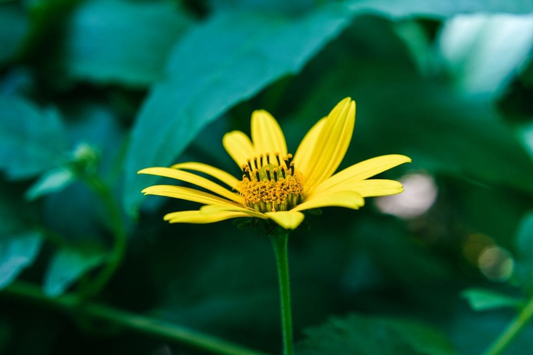 Topinambour de novembre : pourquoi il faut le peler après la cuisson