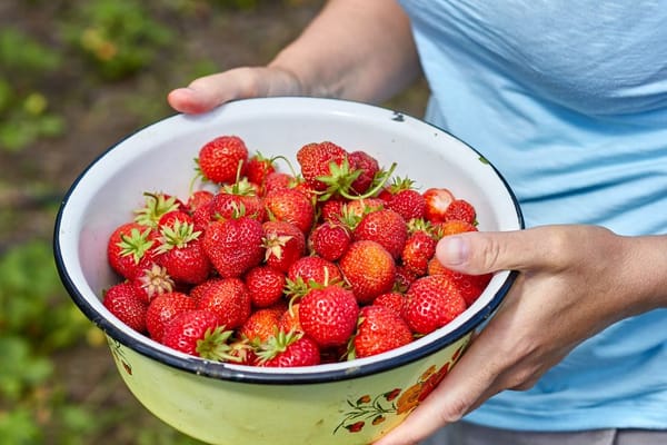 Les fraises : le fruit qu'on dénature en le mettant au froid