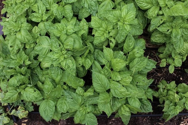 Le basilic frais : pourquoi il noircit au réfrigérateur (et comment le conserver vraiment)
