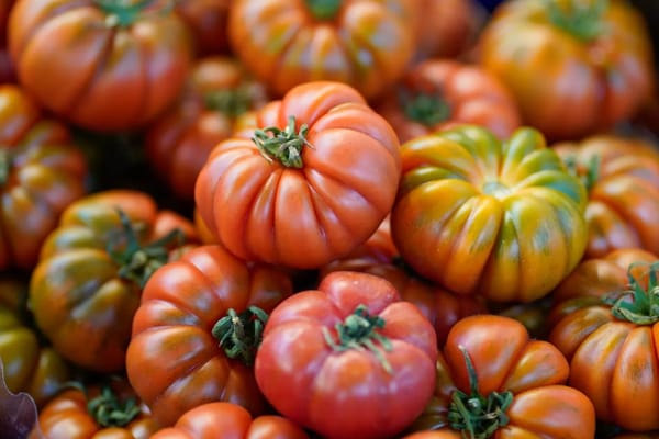 La tomate d'août : pourquoi le réfrigérateur est son pire ennemi