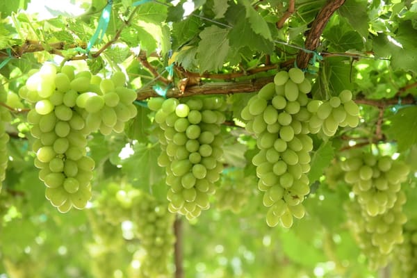 Le raisin de table en septembre : pourquoi il se ride si vite au réfrigérateur