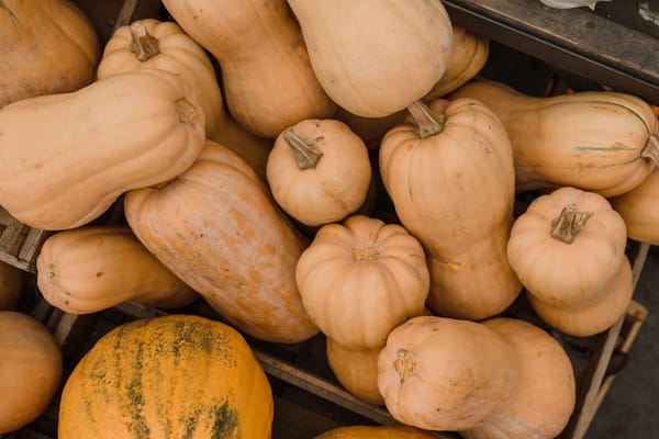La courge butternut de septembre : pourquoi il faut la laisser reposer avant de la cuisiner