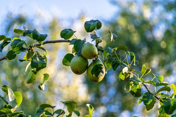 La poire williams en septembre : le bon moment pour la cueillir avant qu'elle blettisse