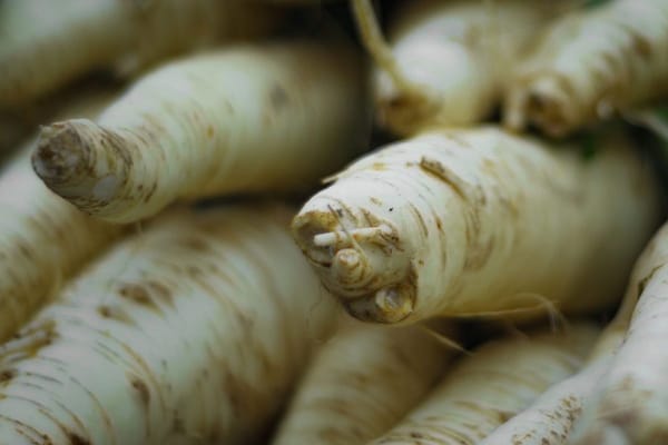 Le panais d'automne : pourquoi il devient plus doux après le gel